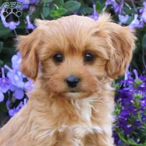 Charlie, Cavapoo Puppy