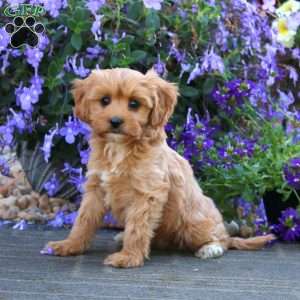 Charlie, Cavapoo Puppy
