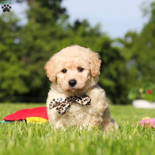 Charlie, Bich-Poo Puppy