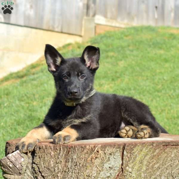 Charlotte, German Shepherd Puppy