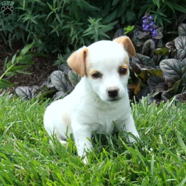 Charlotte, Jack Russell Terrier Puppy