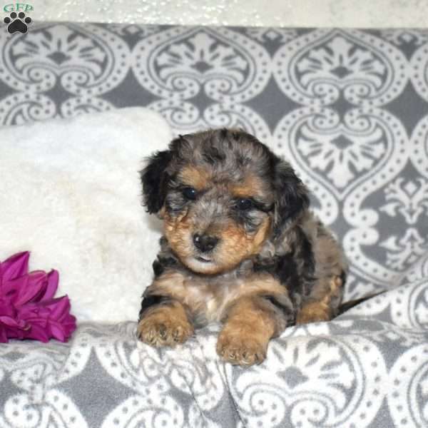Charm, Mini Bernedoodle Puppy