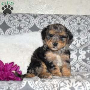 Charm, Mini Bernedoodle Puppy