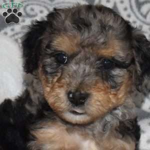 Charm, Mini Bernedoodle Puppy