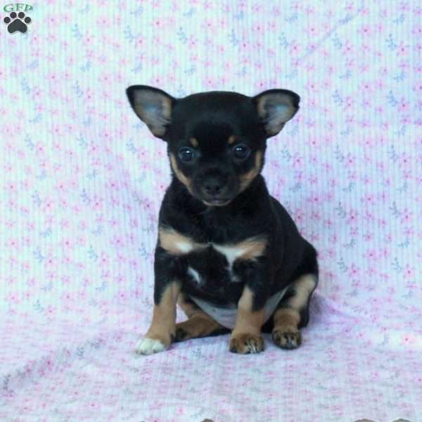 Charming Cathy, Chihuahua Puppy