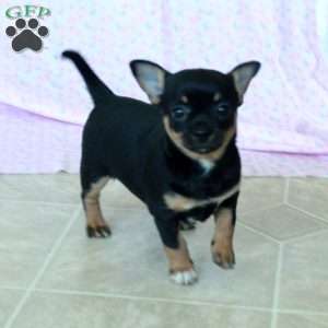 Charming Cathy, Chihuahua Puppy