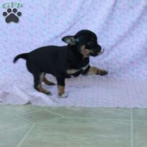 Charming Cathy, Chihuahua Puppy