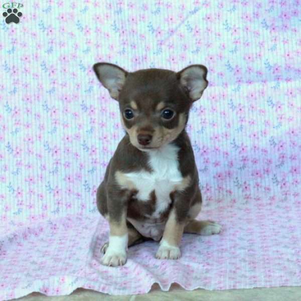Charming Chad, Chihuahua Puppy