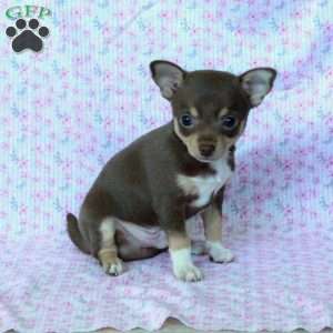 Charming Chad, Chihuahua Puppy
