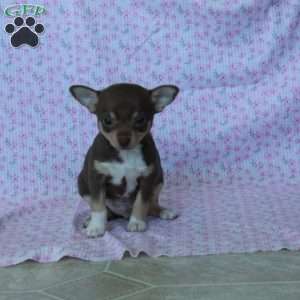 Charming Chad, Chihuahua Puppy