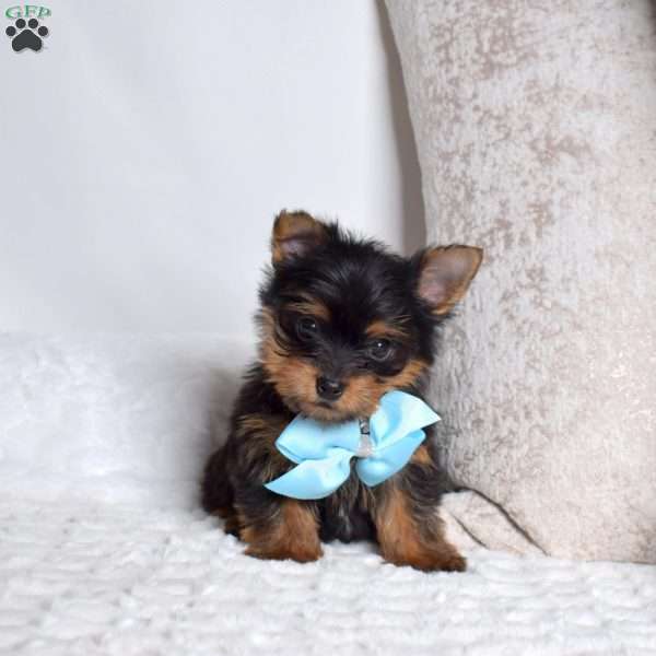 Chase, Yorkie Puppy