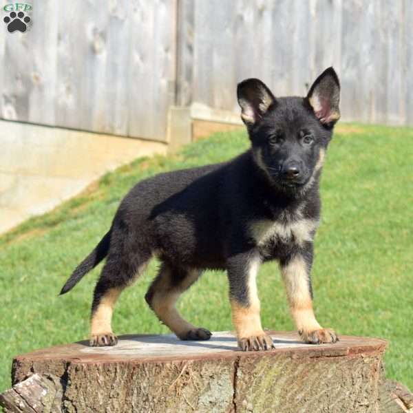 Chase, German Shepherd Puppy