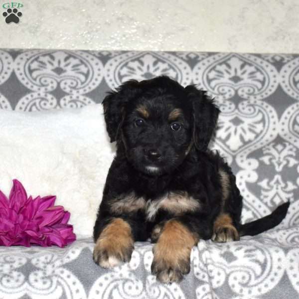 Chase, Mini Bernedoodle Puppy