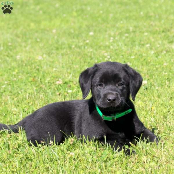 Chase, Black Labrador Retriever Puppy