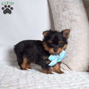 Chase, Yorkie Puppy