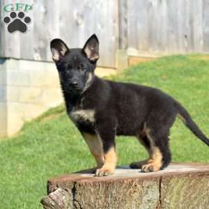 Chase, German Shepherd Puppy