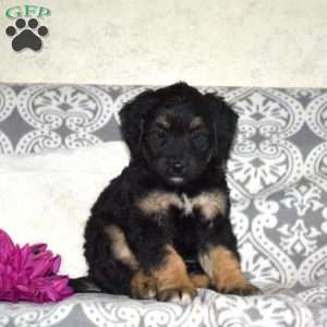 Chase, Mini Bernedoodle Puppy
