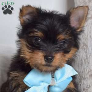 Chase, Yorkie Puppy
