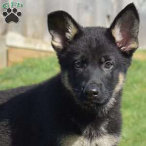 Chase, German Shepherd Puppy