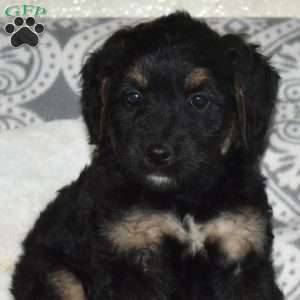 Chase, Mini Bernedoodle Puppy