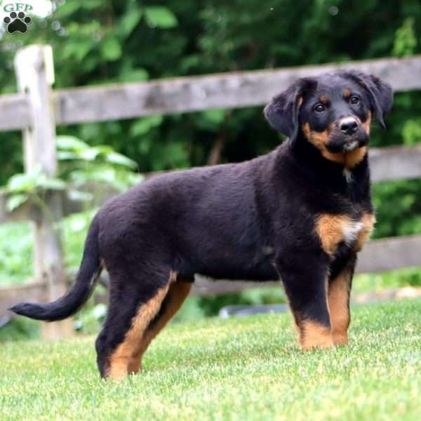 Chase, Bernese Mountain Dog Mix Puppy