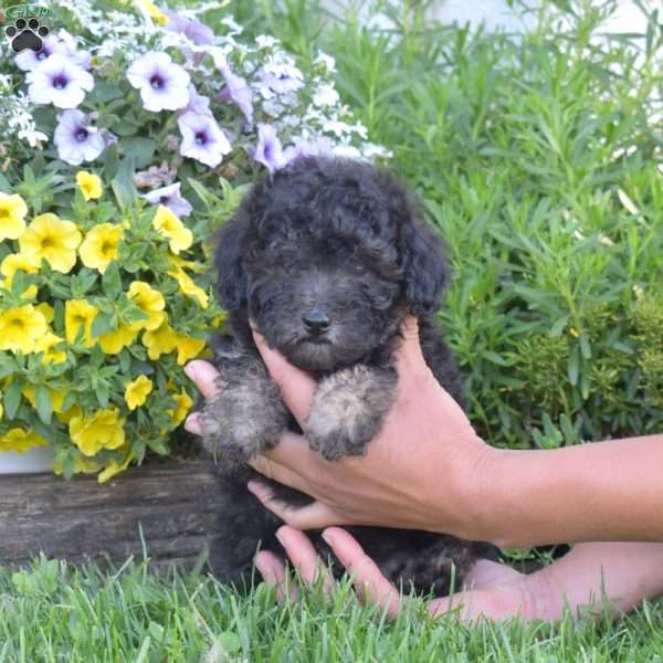 Checkers, Miniature Poodle Puppy