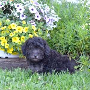 Checkers, Miniature Poodle Puppy