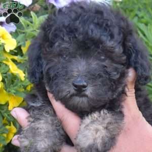 Checkers, Miniature Poodle Puppy