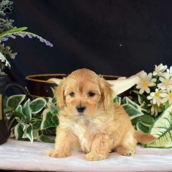 Cheddar, Maltipoo Puppy