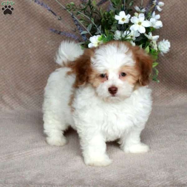 Cheddar, Forever Puppy