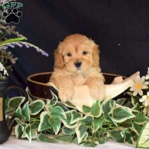 Cheddar, Maltipoo Puppy