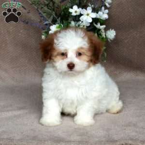 Cheddar, Forever Puppy