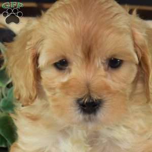 Cheddar, Maltipoo Puppy