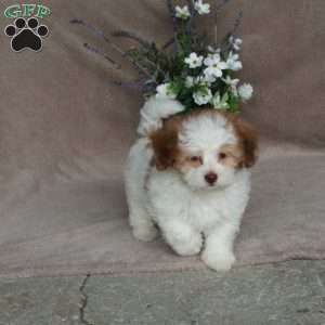 Cheddar, Forever Puppy