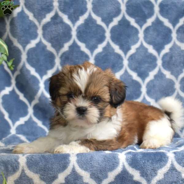 Cheer, Shih Tzu Puppy