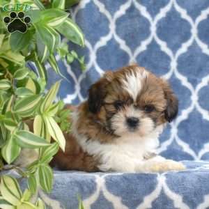 Cheer, Shih Tzu Puppy