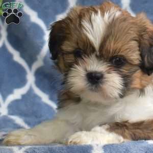 Cheer, Shih Tzu Puppy