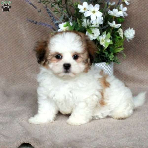 Chelsea, Forever Puppy