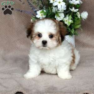 Chelsea, Forever Puppy