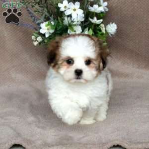 Chelsea, Forever Puppy