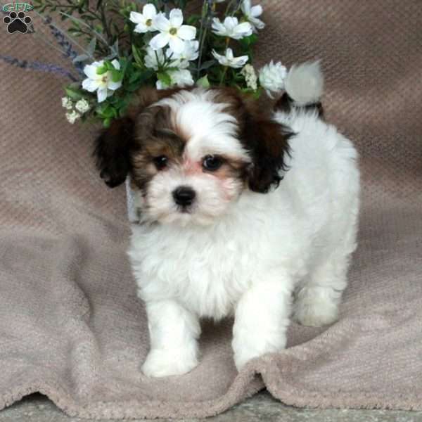 Chester, Forever Puppy