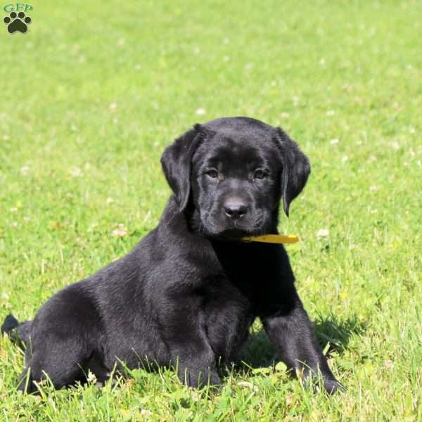 Chester, Black Labrador Retriever Puppy