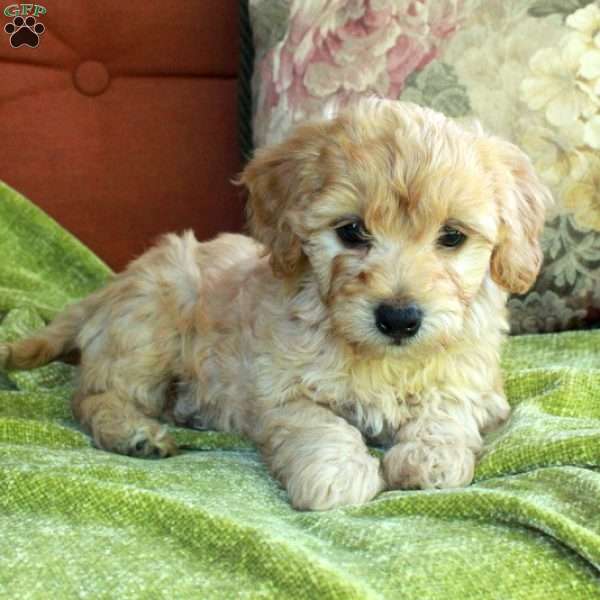 Chestnut, Havapoo Puppy