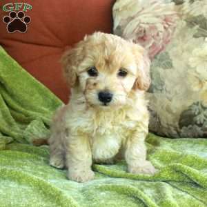 Chestnut, Havapoo Puppy