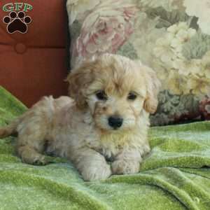 Chestnut, Havapoo Puppy