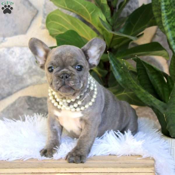 Chickadee, French Bulldog Puppy