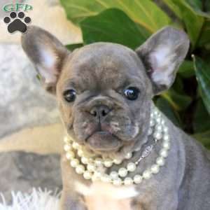 Chickadee, French Bulldog Puppy