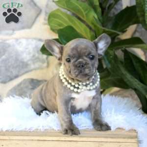 Chickadee, French Bulldog Puppy