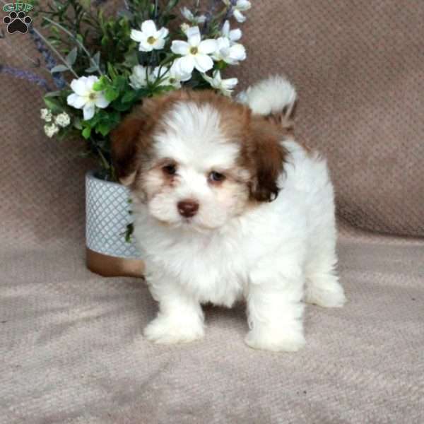 Chico, Forever Puppy