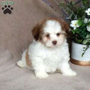 Chico, Forever Puppy